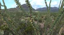 Ocotillo Cactus In Bloom,Chisos Mountains Background; Zoomed, Pullback