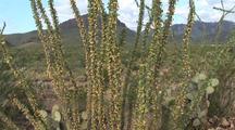 Ocotillo Cactus In Bloom,Chisos Mountains Background; Zoomed, Pullback