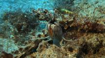 Mantis Shrimp Posturing To Camera, Crazy Eyes