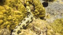 Snowflake Moray(Echidna Nebulosa)Swims Through Coral
