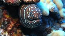 Zebra Moray Opens Mouth, Head Protruding From Coral