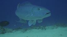 Bluefin Trevally Feeding Chased Off By Large Gray Snapper Brandishing Teeth