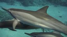Group Hawaiian Spinner Dolphins Cavort, Play, Mate