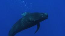Shortfin Pilot Whale Slowly Rises To Surface, Breathes, Turns To Face Camera Vocalizing