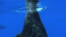 Shortfin Pilot Whale Rises To Surface, Spy Hops, Sinks Slowly