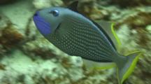 Male Gilded Triggerfish Shows Colorful Throat