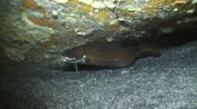 Bearded Cusk Eel/Brotula Fish In Cave/Lava Tube