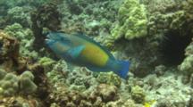 Male Parrotfish Feeds On Coral