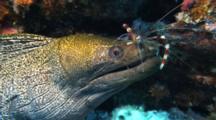 Banded Coral Shrimp Cleans Along Head, Mouth Of Undulated Moray