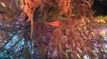 Long Nose Hawkfish Hide In Black Coral Tree