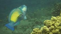 Bullethead Parrotfish Poses To Be Cleaned
