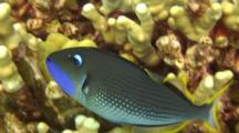 Male Gilded Triggerfish Swims Close To Coral-Good Light