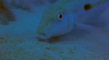 Yellowstripe Goatfish Feeds Towards Camera, Closeup Head
