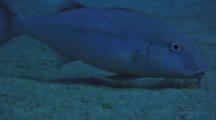 Whitesaddle Goatfish Feeds Toward Camera, Closeup Barbels