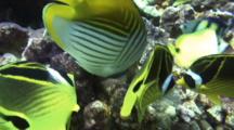  Butterfly Fish Feed Swarm Sergeant Major Fish Eggs