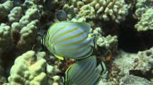 Pair Ornate Butterflies Feed On Algae On Lobe Coral