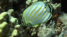  Ornate Butterfly Feeds On Algae On Lobe Coral