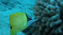  Longnose Butterfly Feeds On Cauliflower Coral 