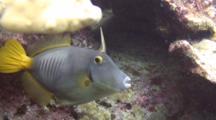 Barred Filefish, File Extended, Displays Under Coral 