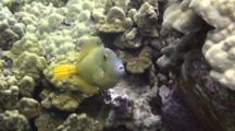 Barred Filefish Displays Under Coral 