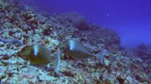 Pair Unicorn Surgeonfish Feeding In Coral Rubble