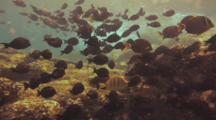  School Surgeonfish Feeding En Masse Shallow Water