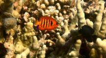  Colorful Flame Angelfish Swims Just Above Finger Coral