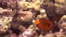 Colorful Flame Angelfish Swims Just Above Finger Coral