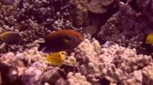  Colorful Potter´S Angelfish Swims Just Above Finger Coral