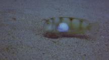 Whitepatch Razorfish Dives Under Sand