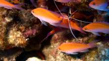 Group Bicolor Anthias Swarm Around Cleaner Shrimp