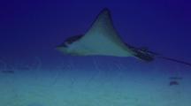  Spotted Eagle Ray Swims Slowly Just Above Garden Eels