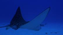  Spotted Eagle Ray Swims Slowly Just Above Garden Eels