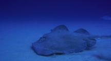 Large Hawaiian Broad Stingray At 160' Sand Bottom