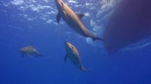  Spinner Dolphins Swim Close To Overhead Boat