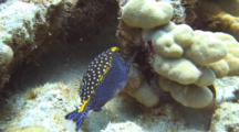 Male Spotted Boxfish Feeding, Staying Close To Coral
