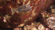 Fem Spotted Boxfish Feeding, Staying Close To Coral