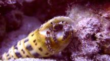 Hermit Crab Emerges From Auger Shell