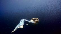 Mermaid Dives Down, Swims With  School Of Akule