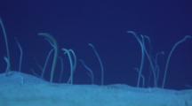 Garden Eels Writhing, Stretching For Plankton