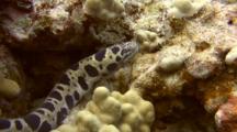 Tiger Moray  Moves Thru Coral To Hide