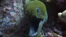 Undulated Moray Approaches Camera With Mouth Open