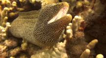  Two Whitemouth Morays Close Together 