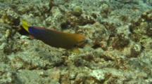 Yellowtail Wrasse Feeds In Coral Rubble