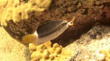 Ringtail Wrasse With Crab In Mouth, Strikes Against Rock