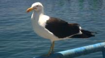 Glaucous Gull Sits On Railing
