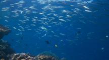 Wide Shot Of Yellowtail Barracuda Schooling On Top Of Reef 