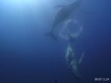 Humpback Whales @ Surface, One Dives