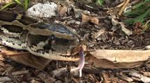Burmese Python, Hunting, Head Up, Tongue