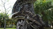 Burmese Python, Hunting, In Tree, Tongue